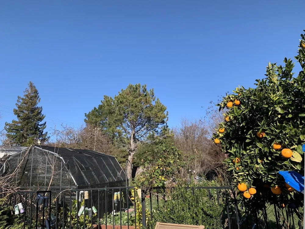 Trusted yard maintenance experts serving Fairfield, CA - Arbor Unlimited