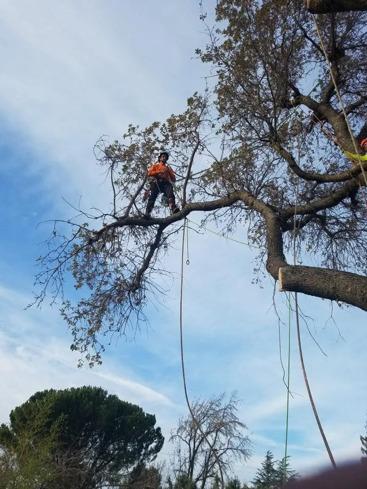 Local landscape design experts serving Fairfield, CA - Arbor Unlimited