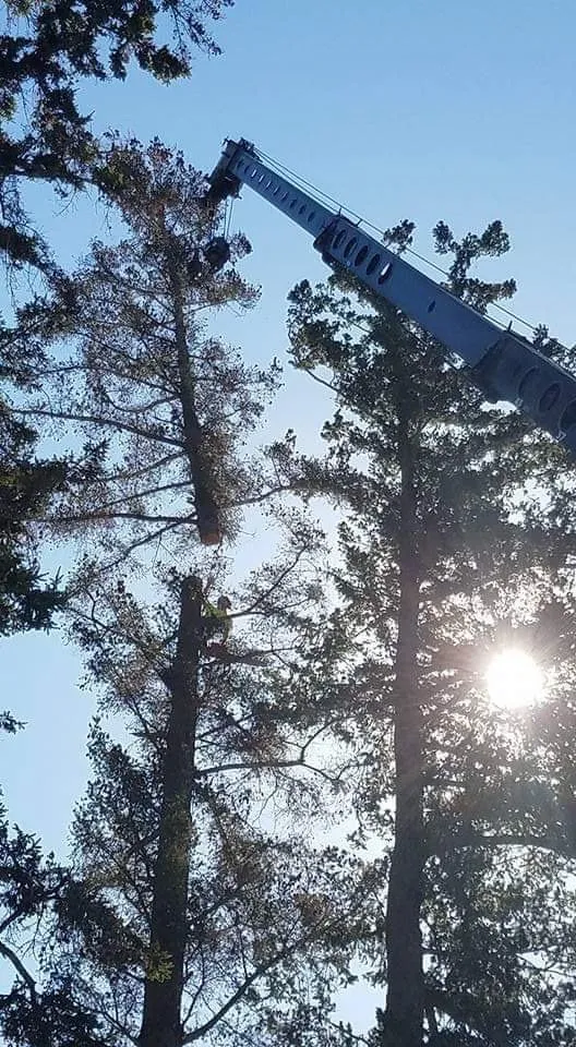 Reliable lawn care service near you in Fairfield, CA by Arbor Unlimited