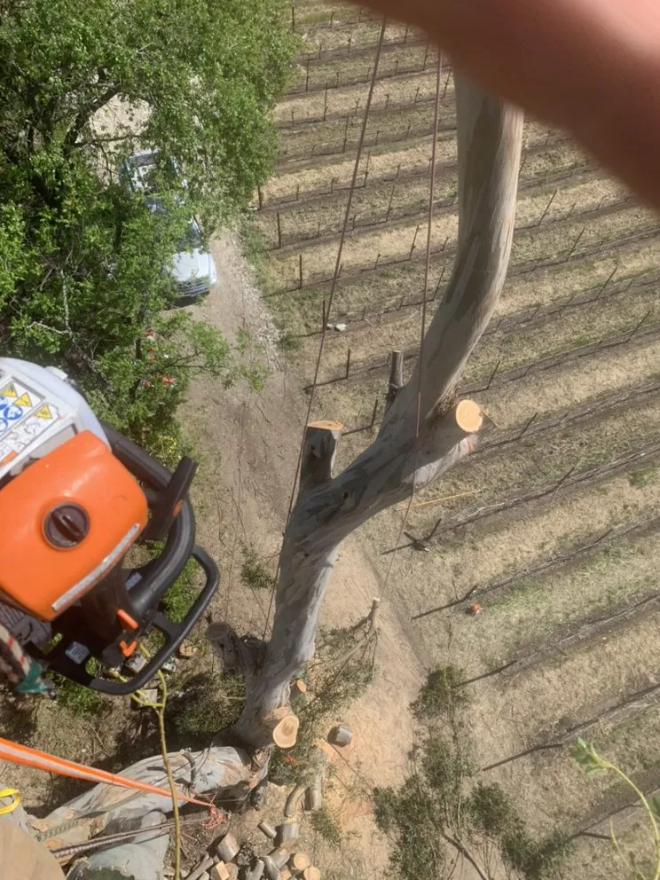 Affordable lawn mowing service experts serving Fairfield, CA - Arbor Unlimited