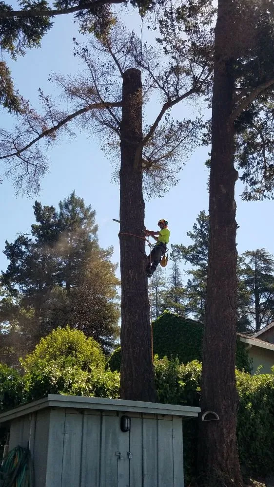 Expert lawn mowing service in Fairfield, CA by Arbor Unlimited