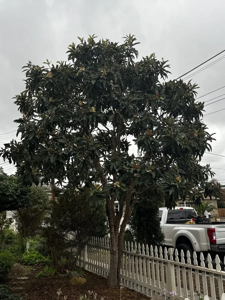 Expert residential landscaping in Fairfield, CA by Arbor Unlimited