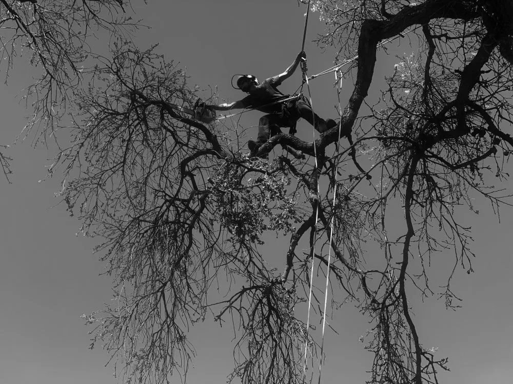 Expert landscaping services for year-round maintenance across Fairfield, CA - Arbor Unlimited