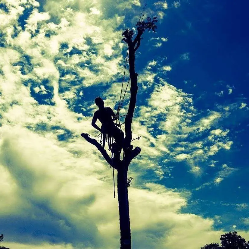 Affordable yard cleanup service in Fairfield, CA - Arbor Unlimited