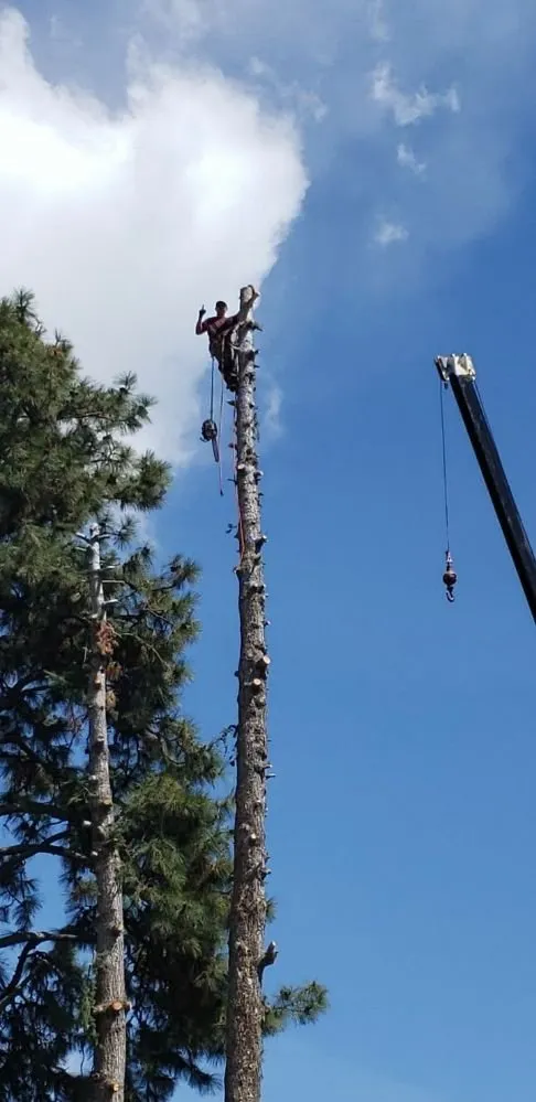 Affordable landscape design with custom design in East Wenatchee, WA by Arbor Valley Tree Service