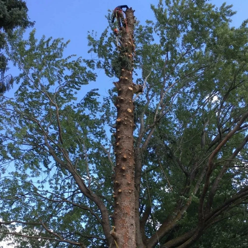 Trusted yard cleanup service for homes in East Wenatchee, WA by Arbor Valley Tree Service