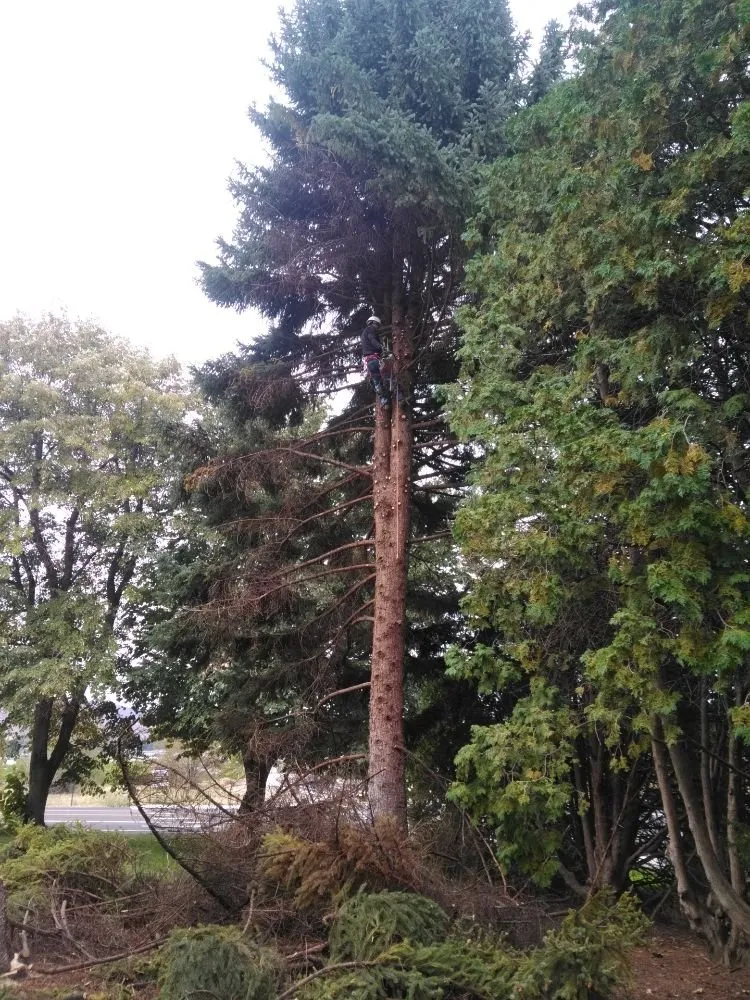 Trusted outdoor landscaping experts serving East Wenatchee, WA - Arbor Valley Tree Service