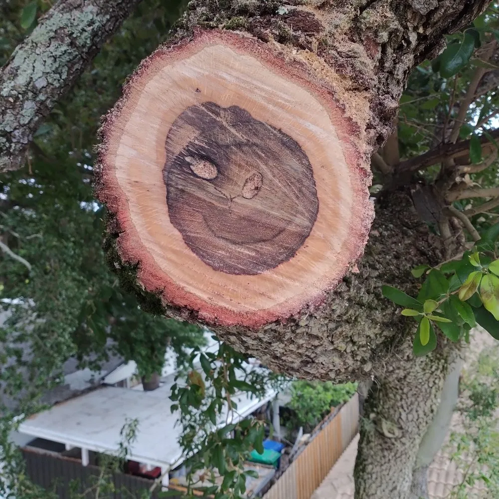 Top-rated garden landscaping experts serving Deerfield Beach, FL - Arbor Vision