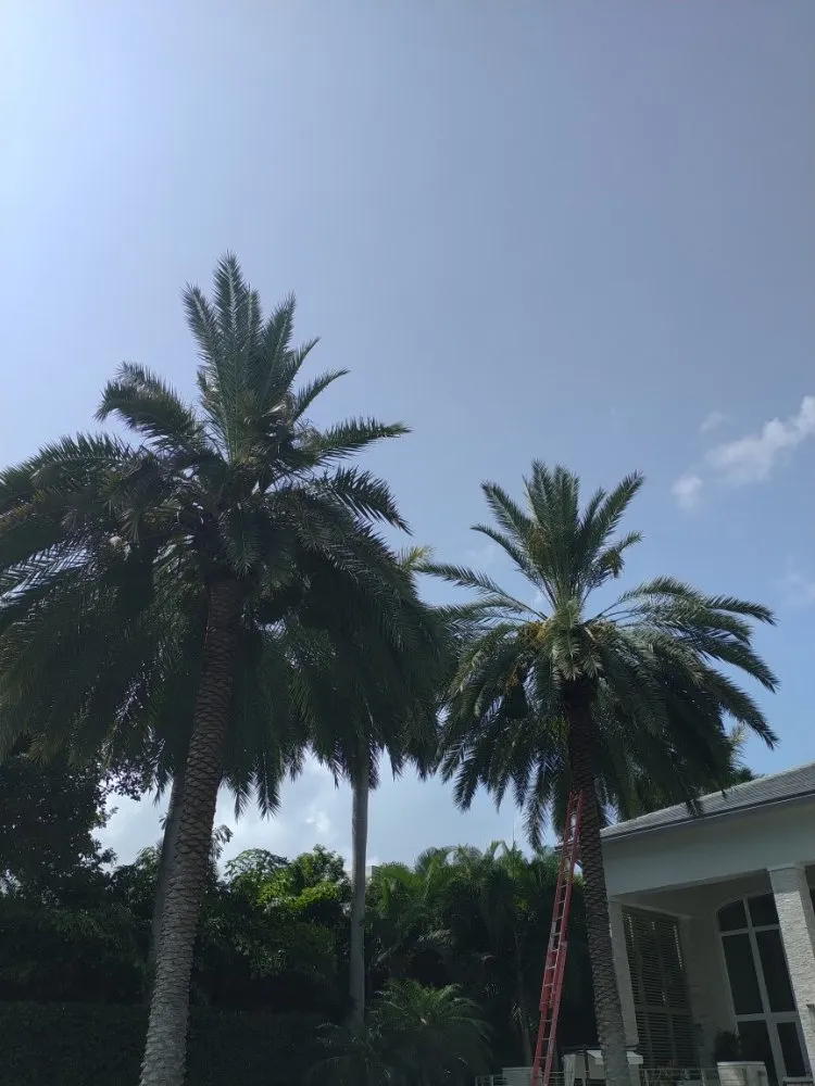 Professional landscape installation for year-round maintenance across Deerfield Beach, FL - Arbor Vision