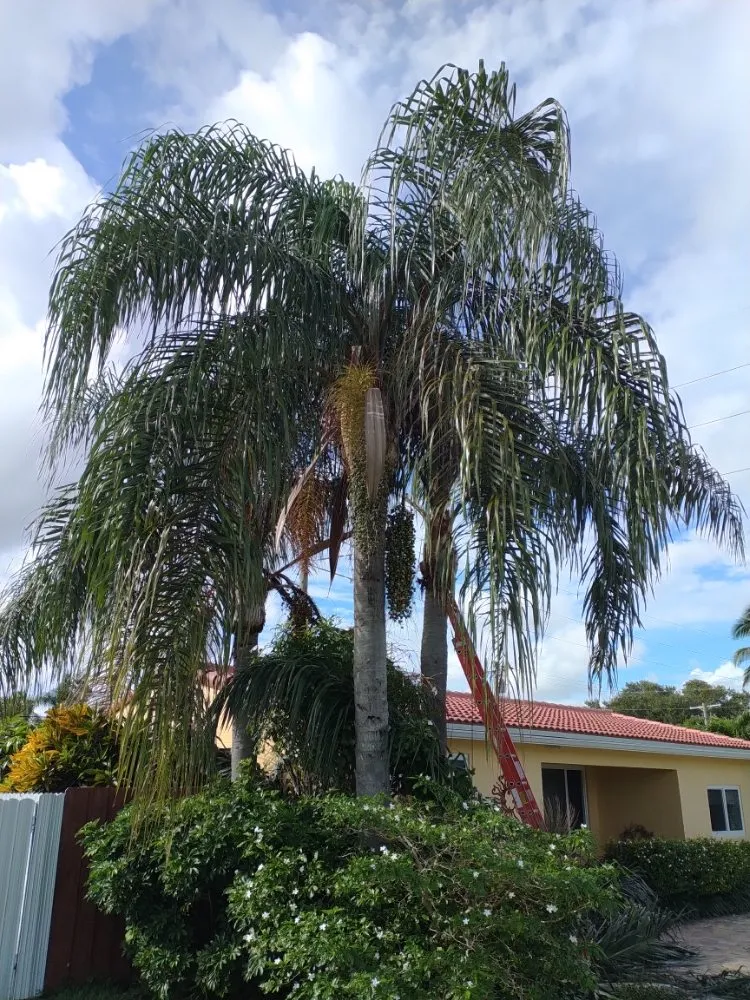 Reliable lawn mowing service for year-round maintenance across Deerfield Beach, FL - Arbor Vision