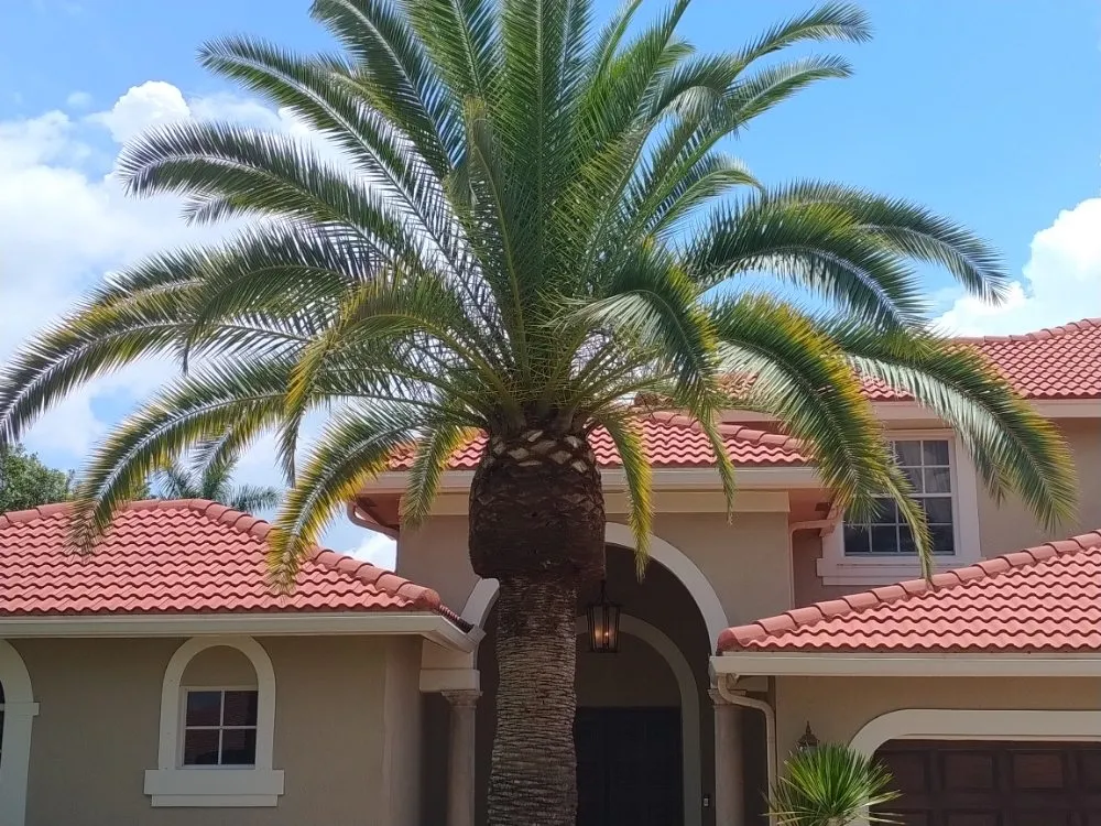 Top-rated residential landscaping in Deerfield Beach, FL by Arbor Vision