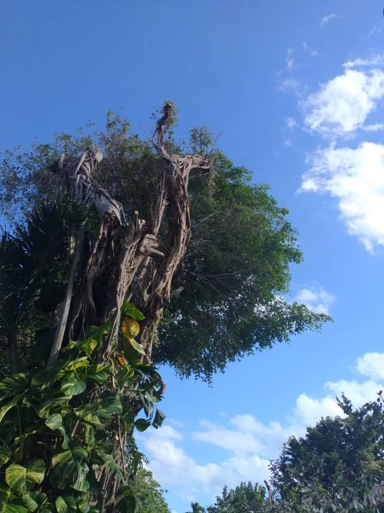 Top-rated outdoor landscaping for outdoor upgrades across Deerfield Beach, FL - Arbor Vision