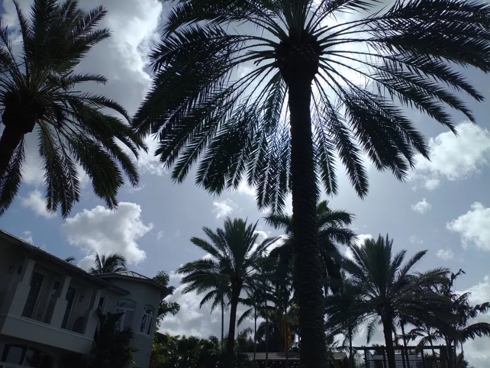 Top-rated lawn care service for homes across Deerfield Beach, FL - Arbor Vision