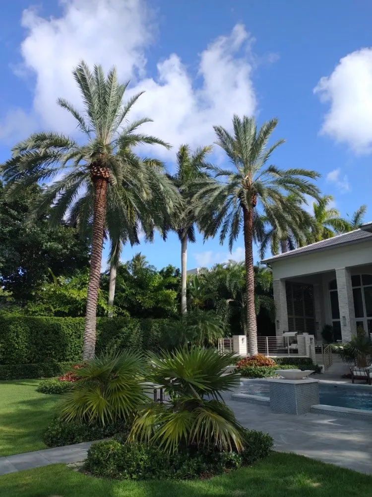 Professional outdoor landscaping in Deerfield Beach, FL by Arbor Vision