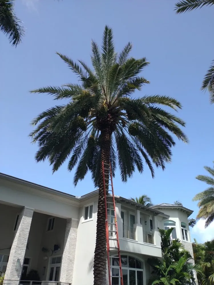 Expert yard maintenance experts serving Deerfield Beach, FL - Arbor Vision