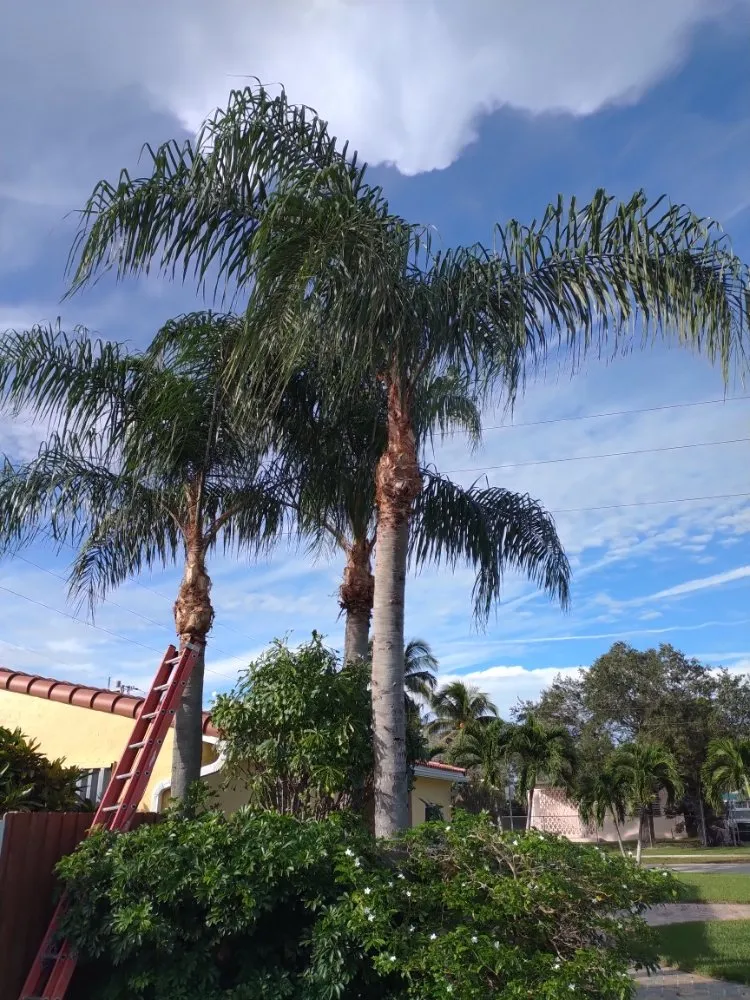 Local yard cleanup service for residential properties across Deerfield Beach, FL - Arbor Vision