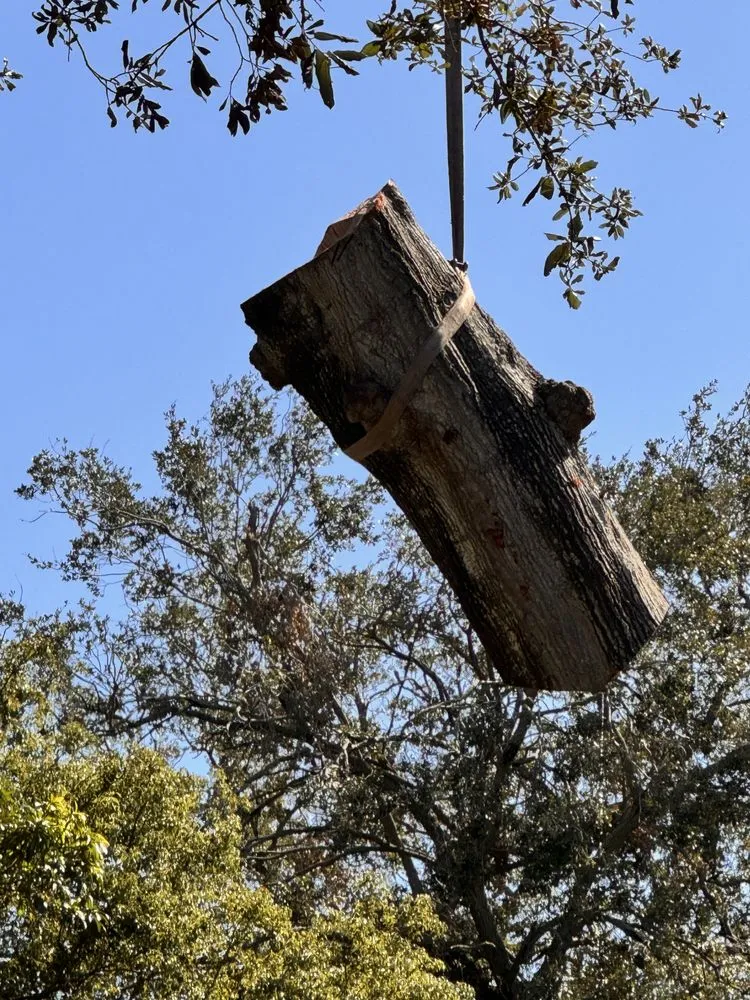 Professional outdoor landscaping in Saint Petersburg, FL - Arbor Wise Professional Tree Care