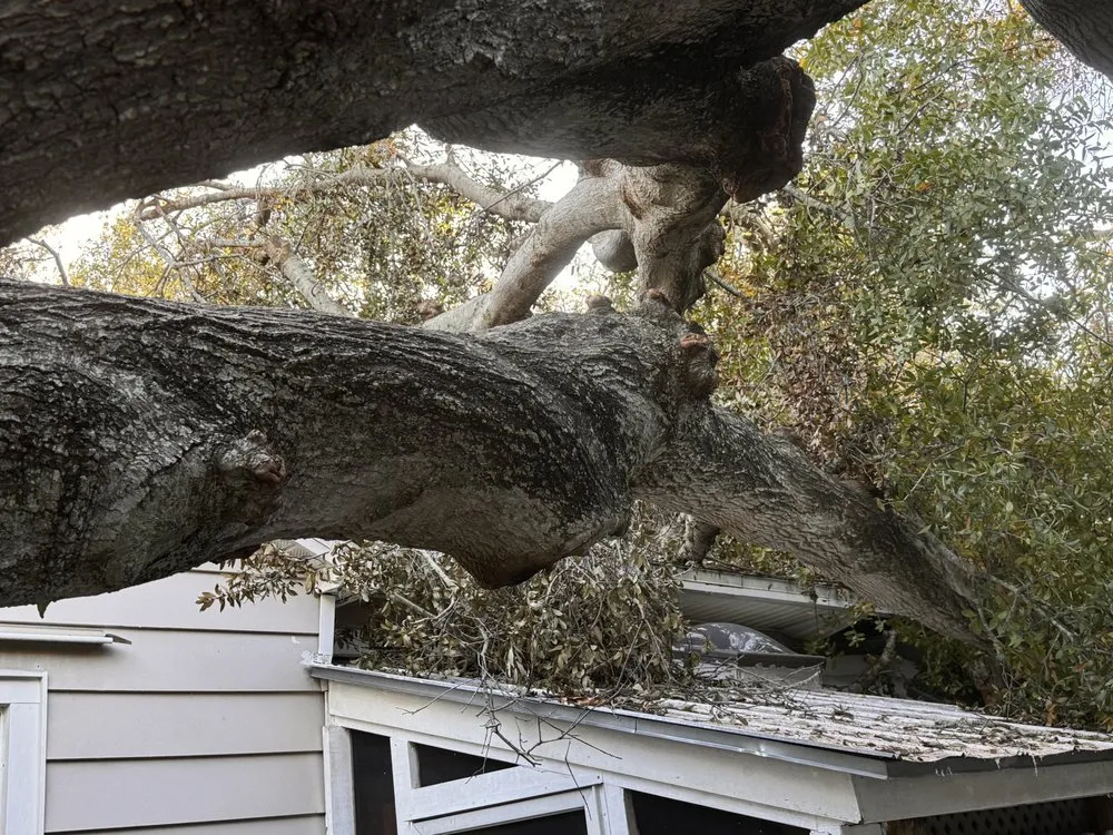 Professional landscape design for beautiful yards across Saint Petersburg, FL - Arbor Wise Professional Tree Care