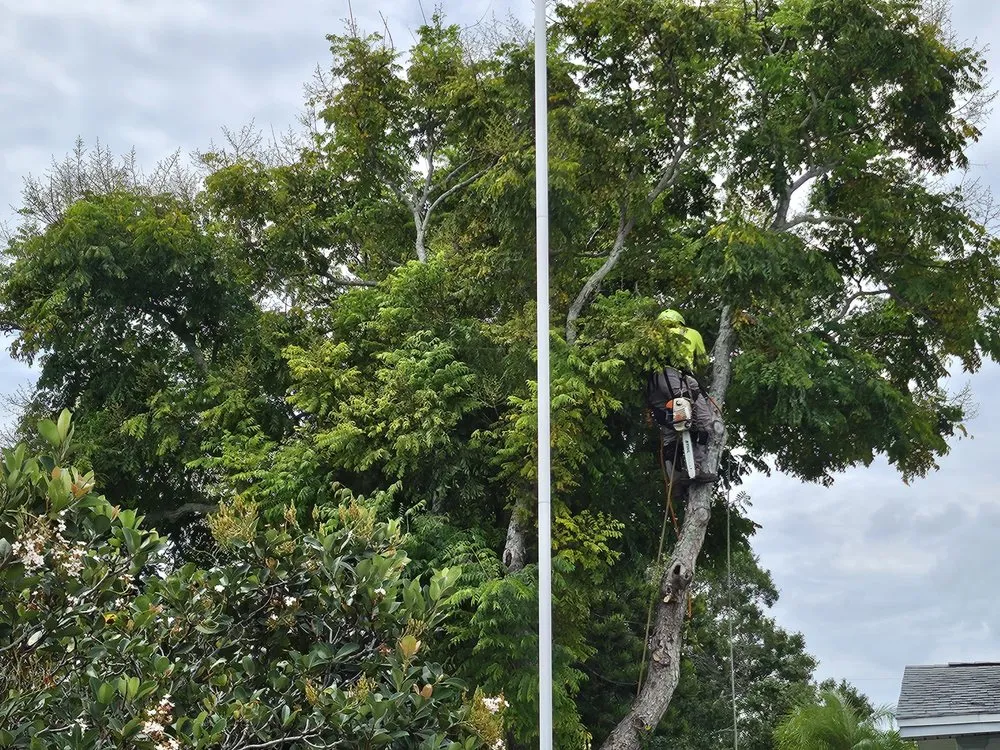 Reliable landscape installation in Saint Petersburg, FL - Arbor Wise Professional Tree Care