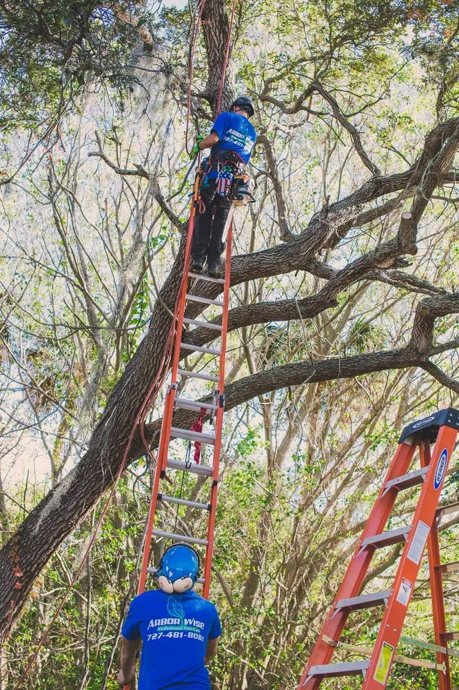 Custom lawn mowing service experts serving Saint Petersburg, FL - Arbor Wise Professional Tree Care