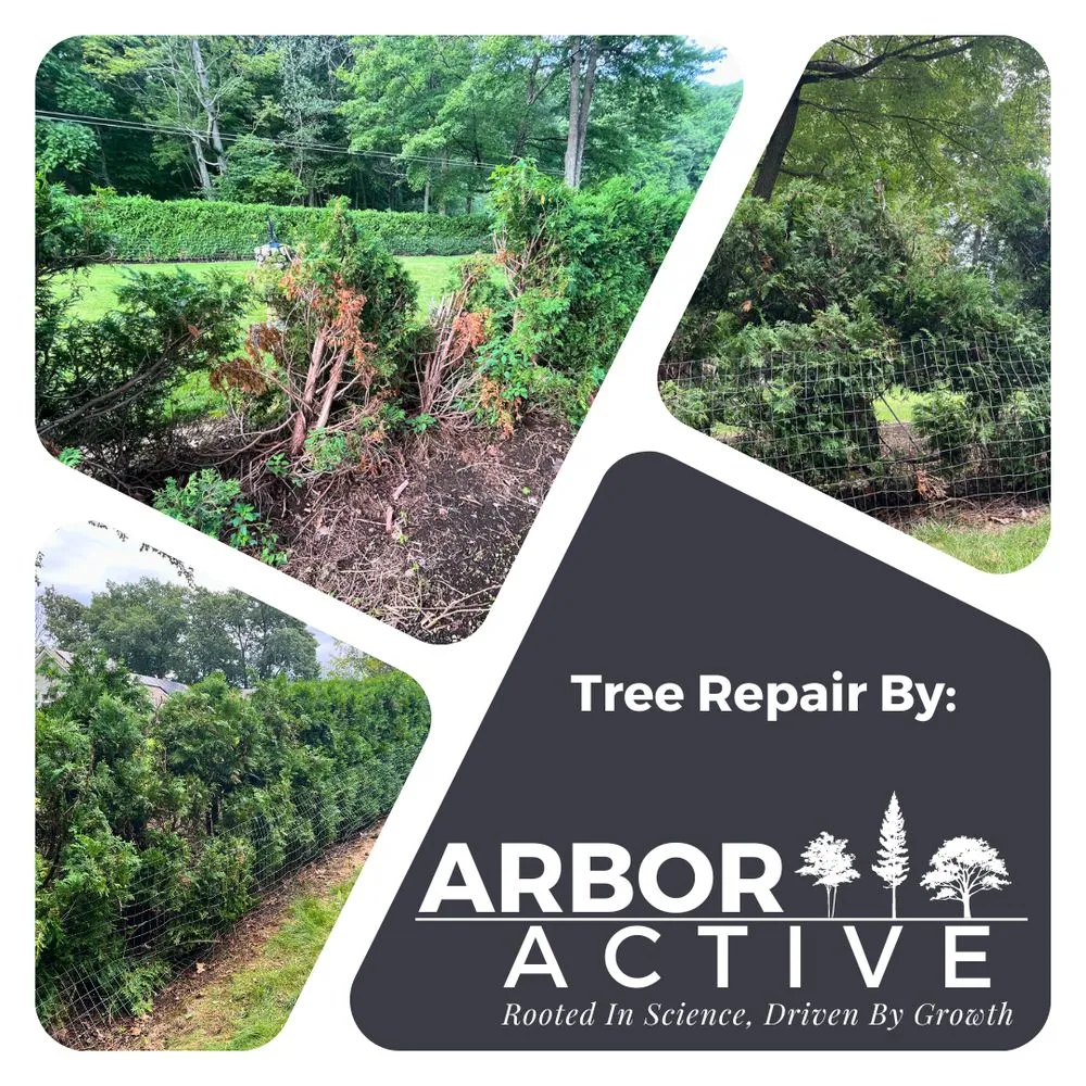 Local yard maintenance experts serving Thompson, CT - ArborActive