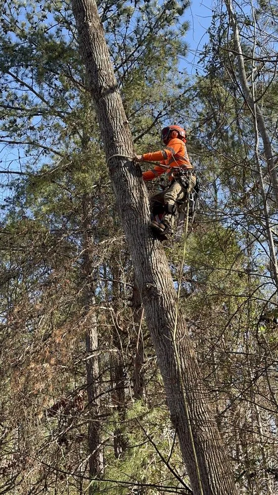 Trusted landscaping services in Flowery Branch, GA by Arborall Tree Service