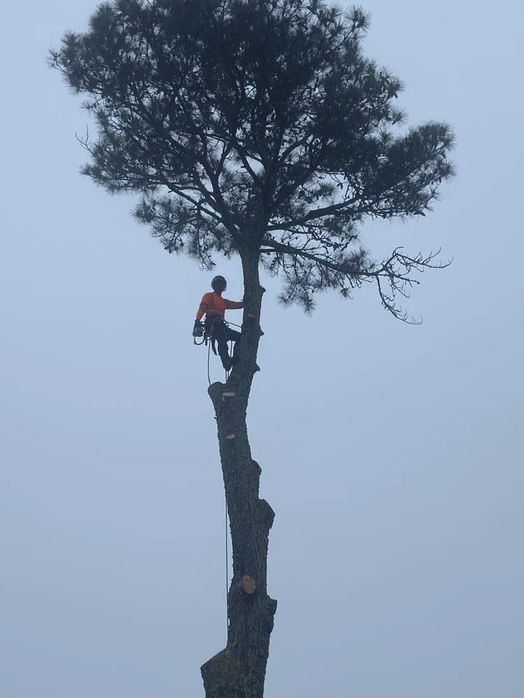 Expert landscaping services for outdoor upgrades across Flowery Branch, GA - Arborall Tree Service