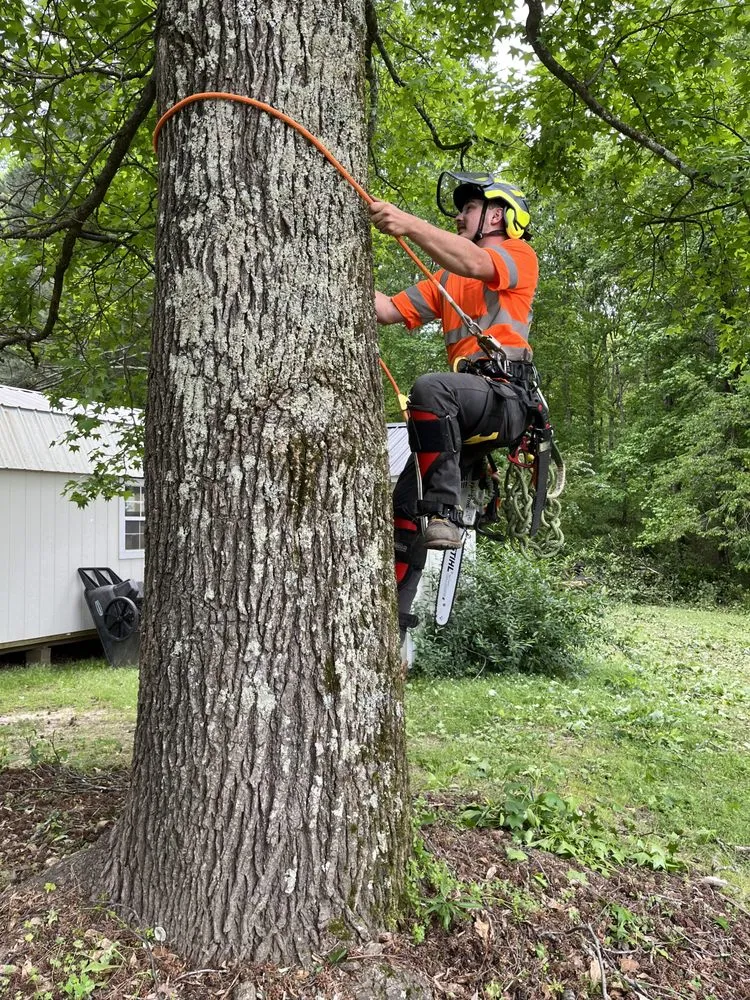 Affordable landscaping services in Flowery Branch, GA by Arborall Tree Service