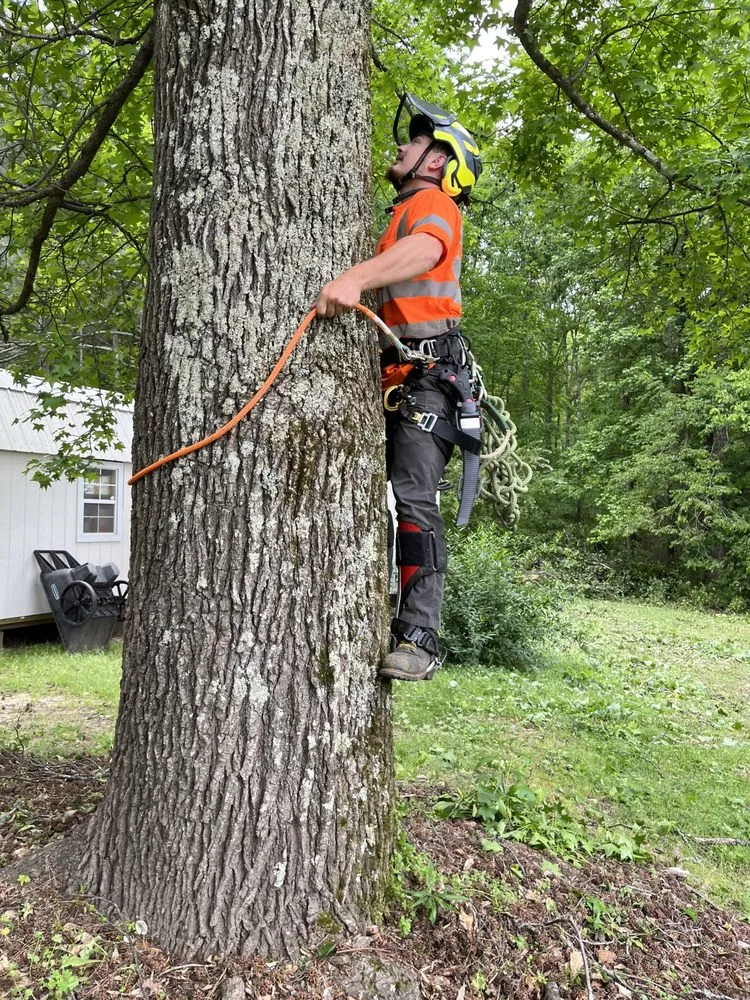 Custom yard maintenance experts serving Flowery Branch, GA - Arborall Tree Service