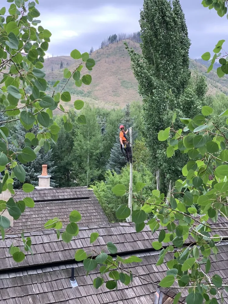 Professional yard cleanup service in Hailey, ID - ArborCare Experts