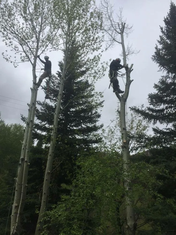 Professional lawn mowing service in Hailey, ID - ArborCare Experts