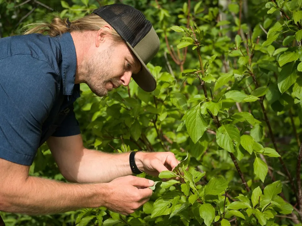 Local yard maintenance in Hailey, ID - ArborCare Experts