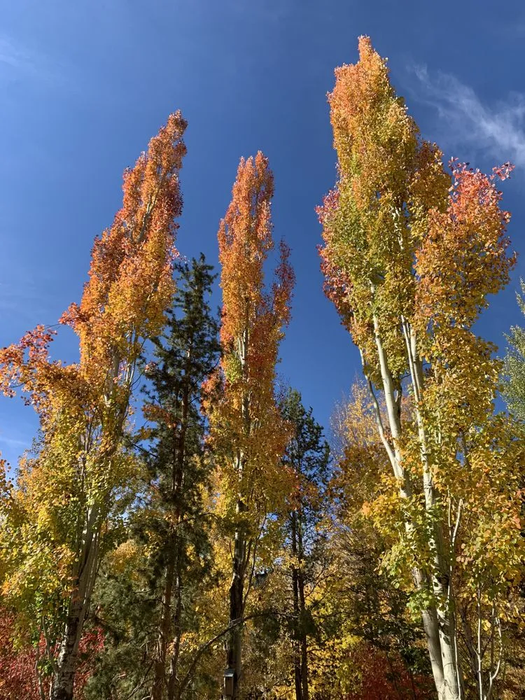 Custom yard cleanup service for homes across Hailey, ID - ArborCare Experts