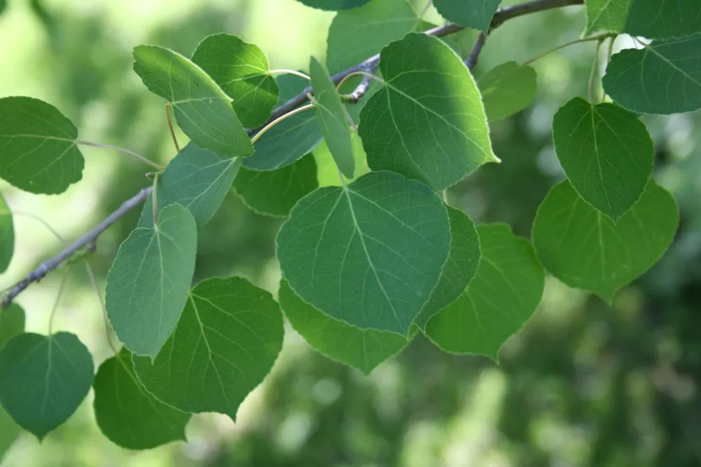 Affordable yard maintenance experts serving Hailey, ID - ArborCare Experts