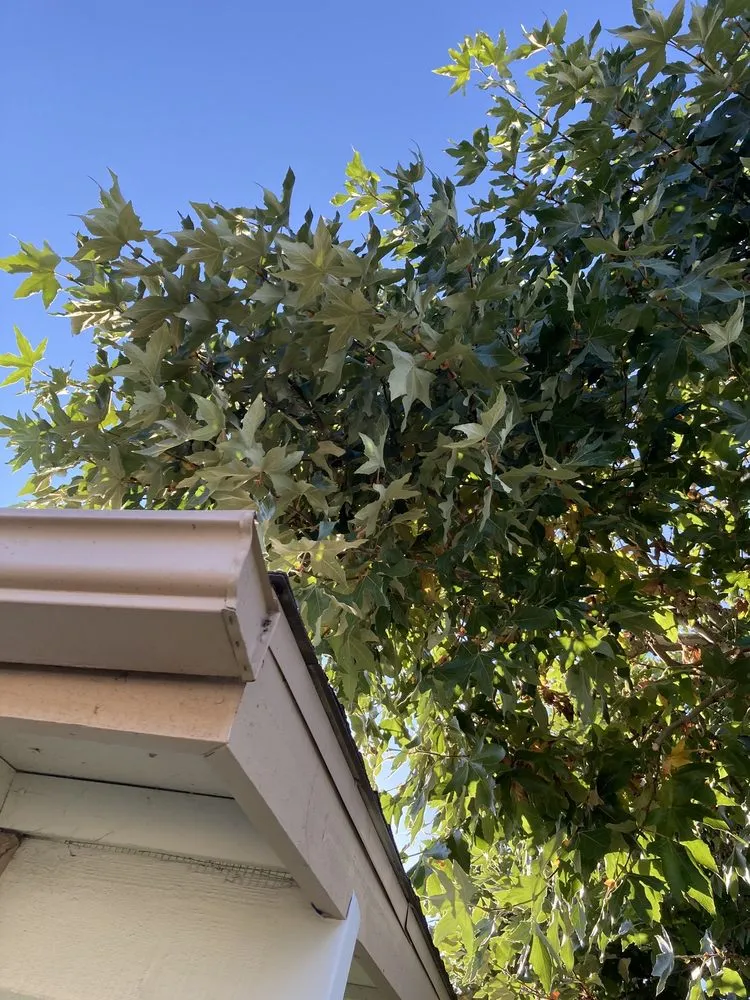 Expert yard cleanup service experts serving Escondido, CA - ArborCare Tree Care