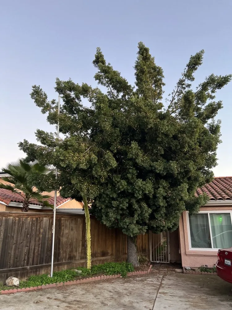 Professional landscape design in Escondido, CA by ArborCare Tree Care