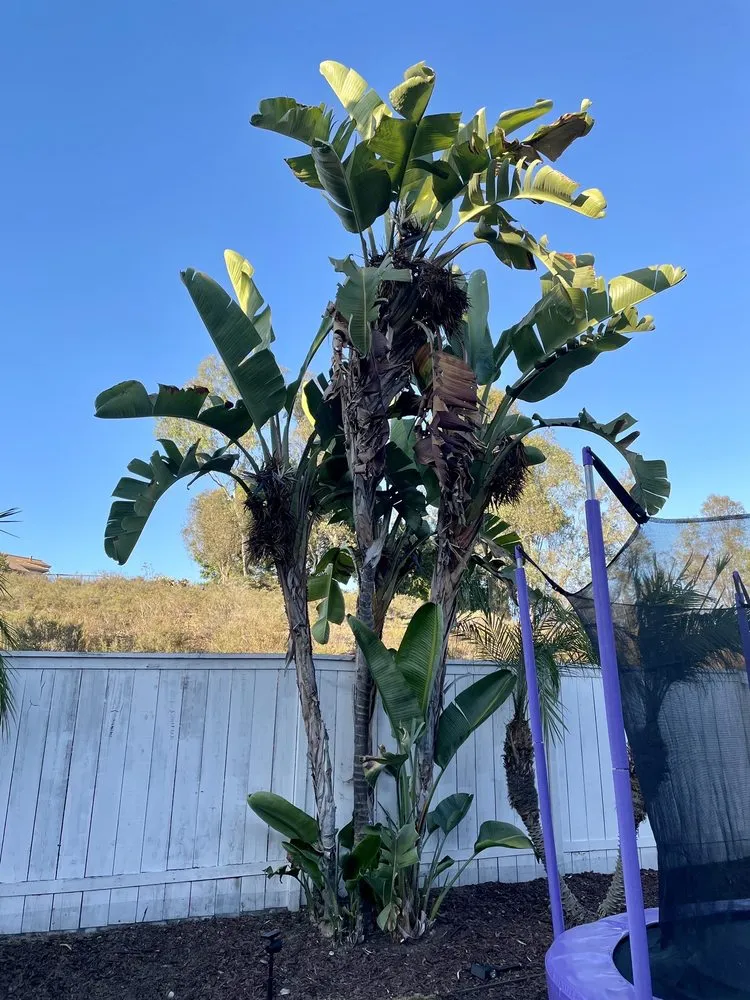 Expert landscape design in Escondido, CA by ArborCare Tree Care