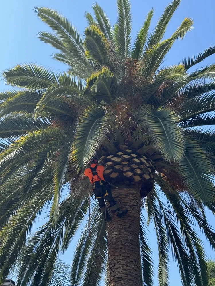 Affordable landscaping services near you across Escondido, CA - ArborCare Tree Care