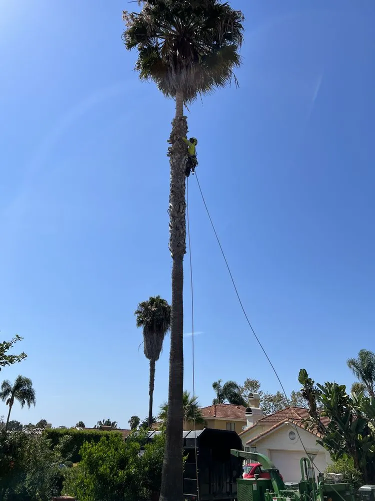 Custom outdoor landscaping for residential properties across Escondido, CA - ArborCare Tree Care