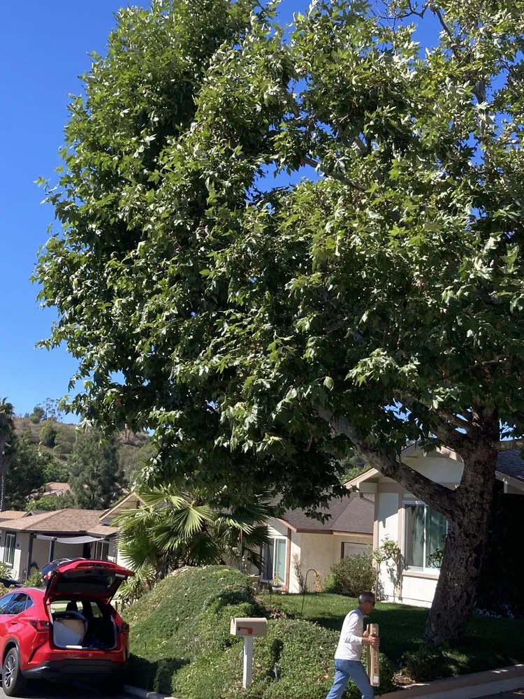 Top-rated yard cleanup service for outdoor upgrades across Escondido, CA - ArborCare Tree Care