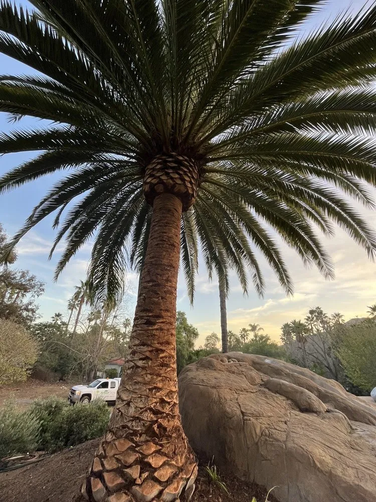 Top-rated landscape design for homes across Escondido, CA - ArborCare Tree Care