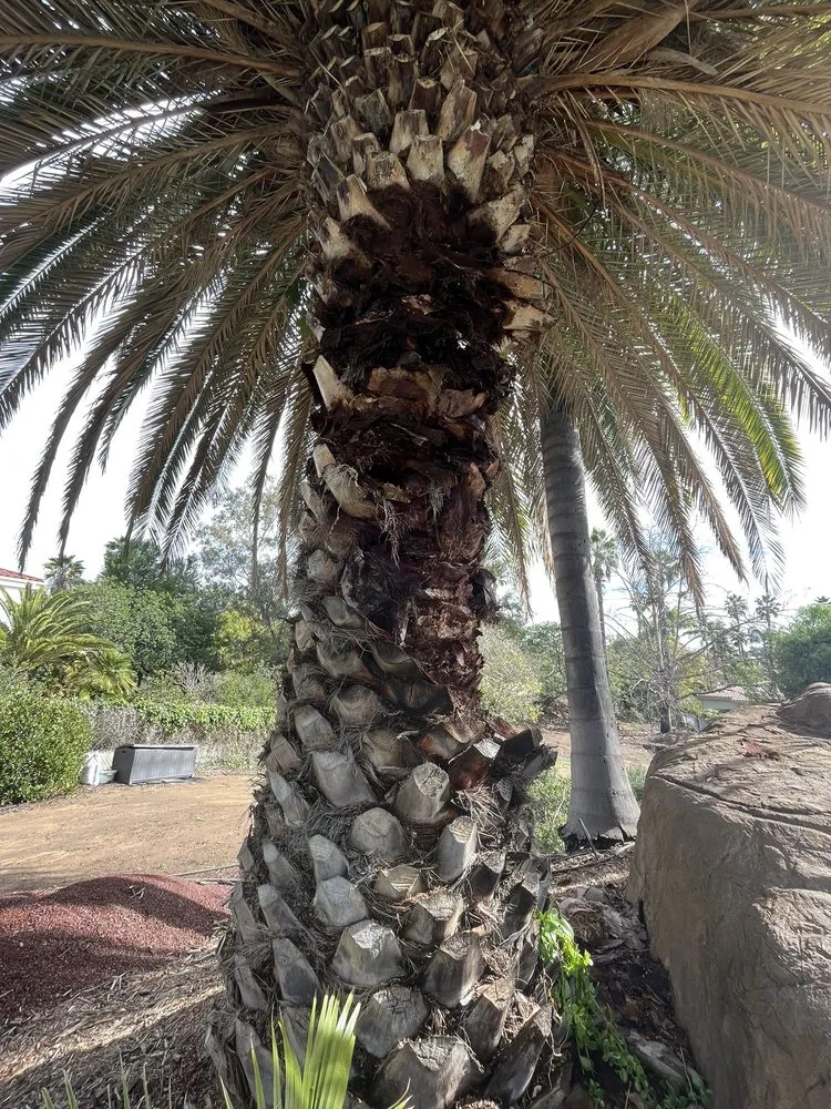 Professional landscape installation for residential properties across Escondido, CA - ArborCare Tree Care