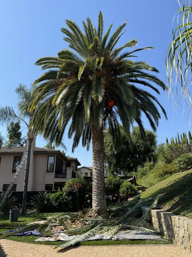Professional lawn care service in Escondido, CA by ArborCare Tree Care