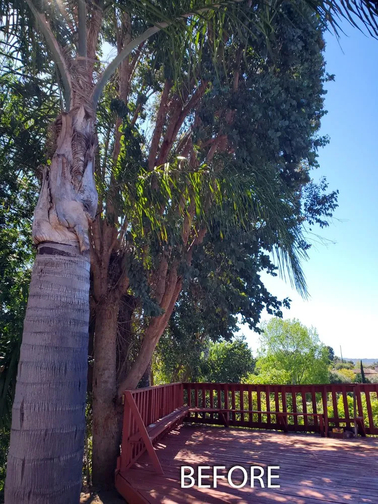 Custom lawn mowing service in Escondido, CA - ArborCare Tree Care