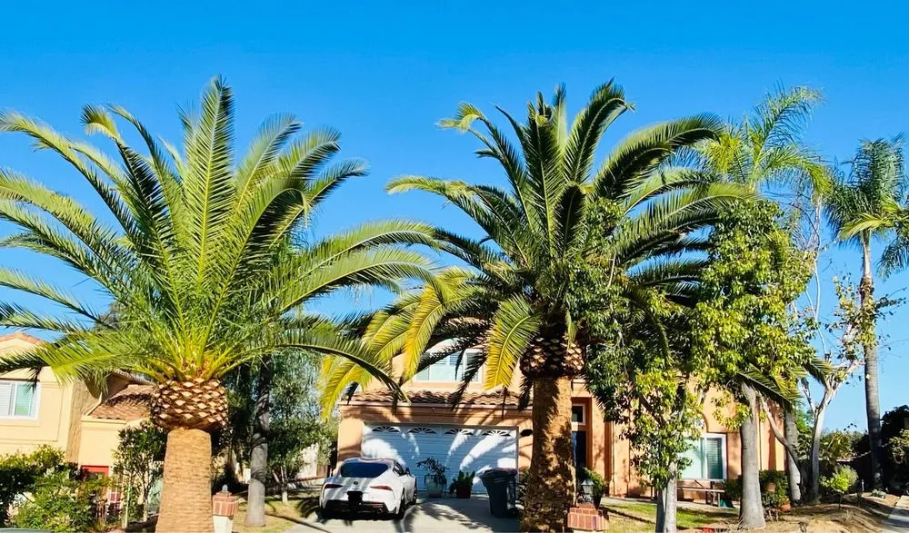 Professional garden landscaping for homes in Escondido, CA by ArborCare Tree Care