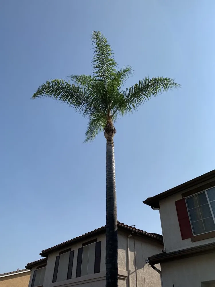 Local landscaping services in Escondido, CA by ArborCare Tree Care