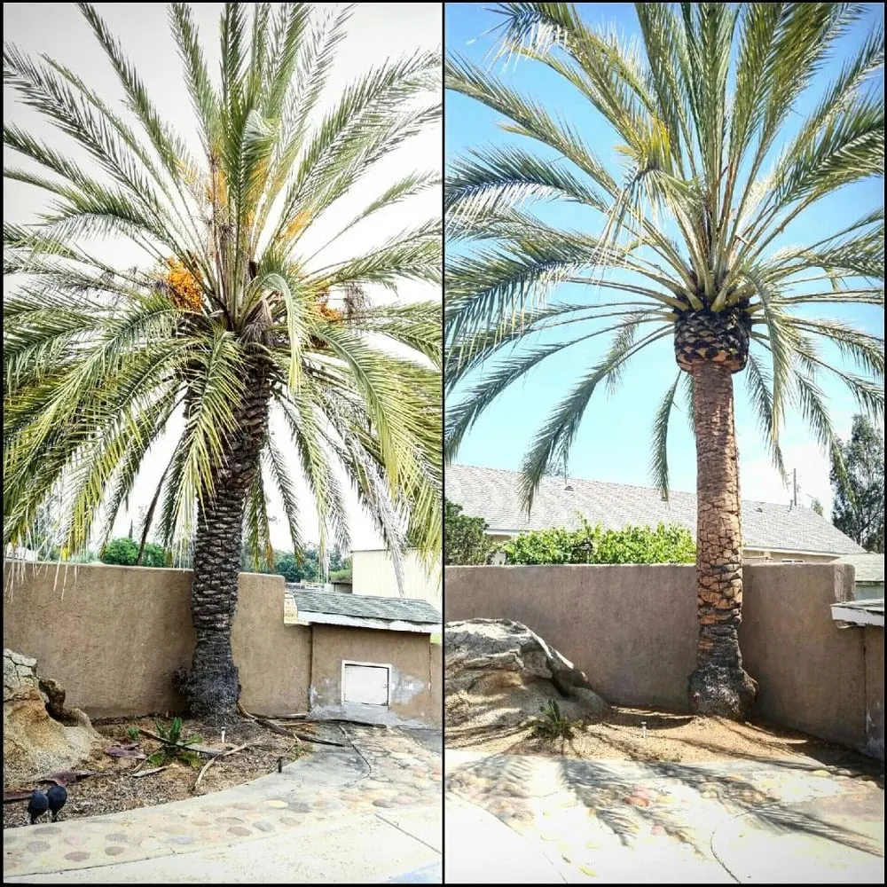 Affordable outdoor landscaping for homes in Escondido, CA by ArborCare Tree Care