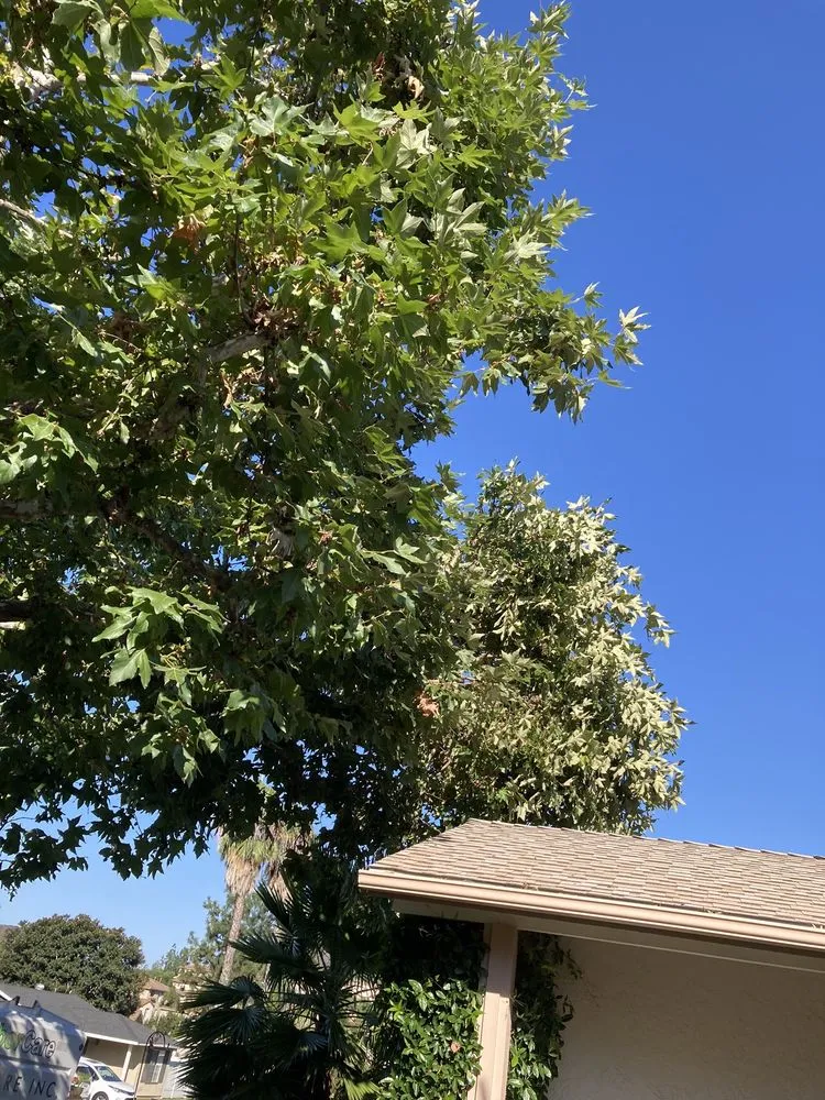 Top-rated yard cleanup service for outdoor upgrades across Escondido, CA - ArborCare Tree Care