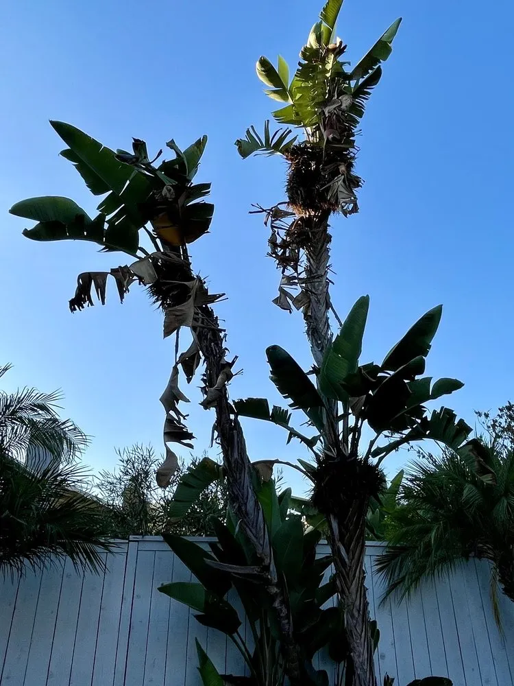 Top-rated landscape installation in Escondido, CA - ArborCare Tree Care