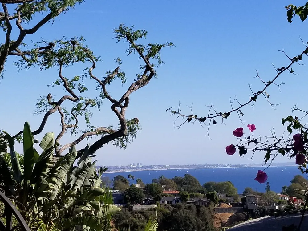 Affordable yard cleanup service in Los Angeles, CA by Arborculture Tree Service